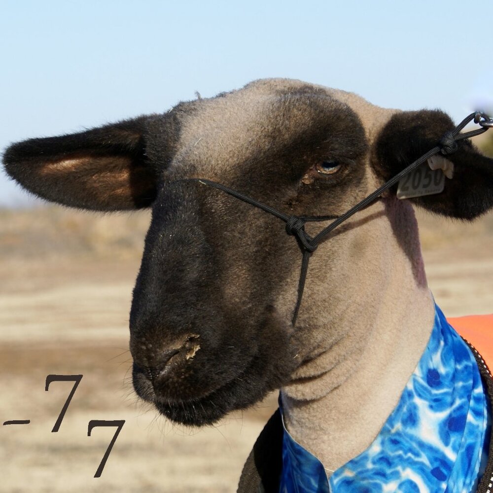 The ORIGINAL Paracord Show Ring Halter -  Sheep/Lamb/Goat Livestock Show Halter